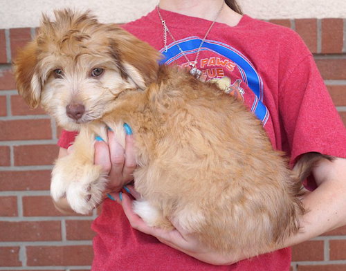 Benji photo 2