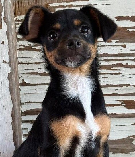 Alain, an adoptable Yorkshire Terrier Yorkie in Carrollton, TX