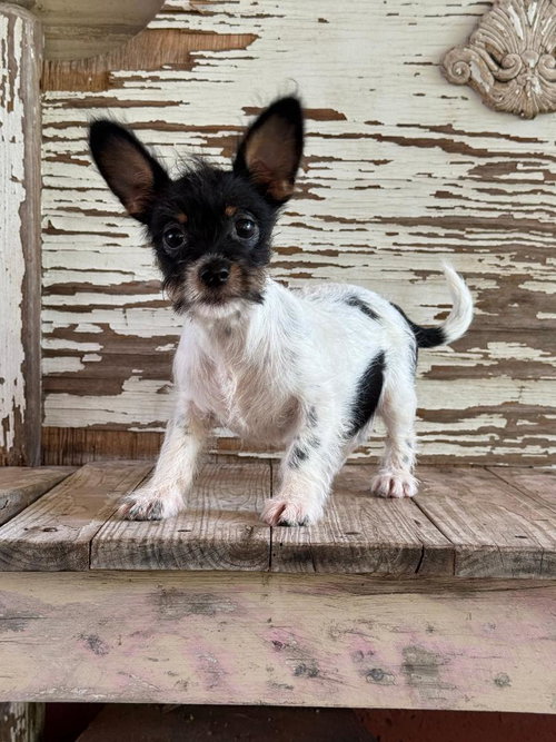 Clarice, an adoptable Rat Terrier in Carrollton, TX