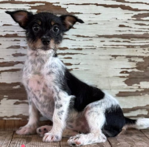 Carol, an adoptable Rat Terrier in Carrollton, TX