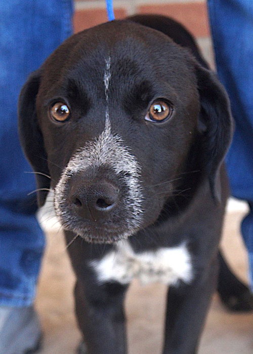 Wilbur, an adoptable Border Collie in Carrollton, TX