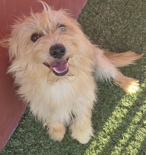 Alex, an adoptable Cairn Terrier in Carrollton, TX