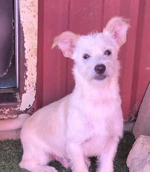 Abraham, an adoptable Cairn Terrier in Carrollton, TX