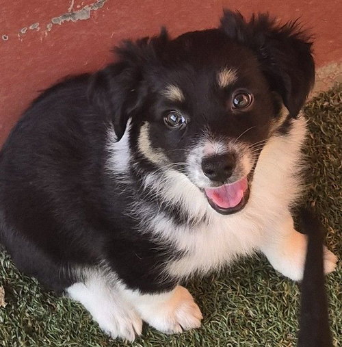 Jasmine, an adoptable Chihuahua in Carrollton, TX