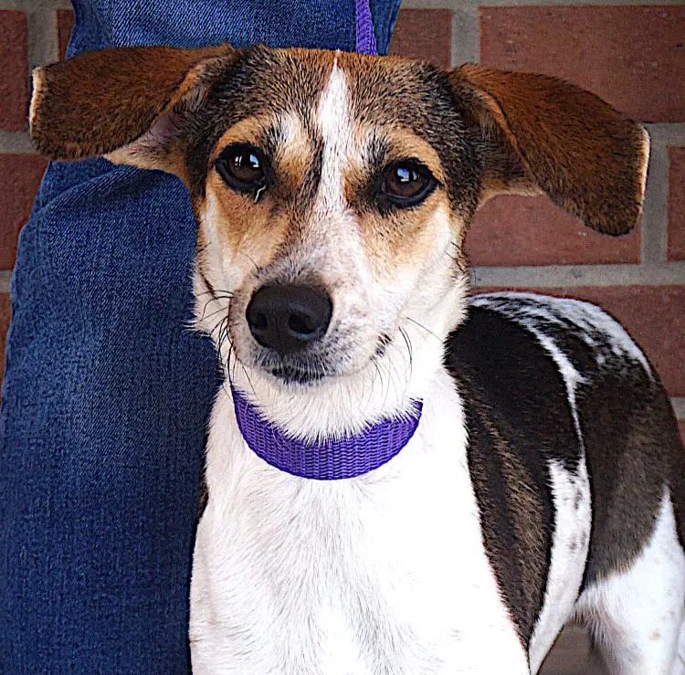 Manchitas - Beagle