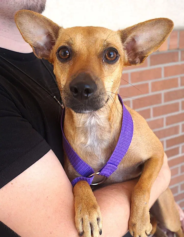 Zara - Chihuahua