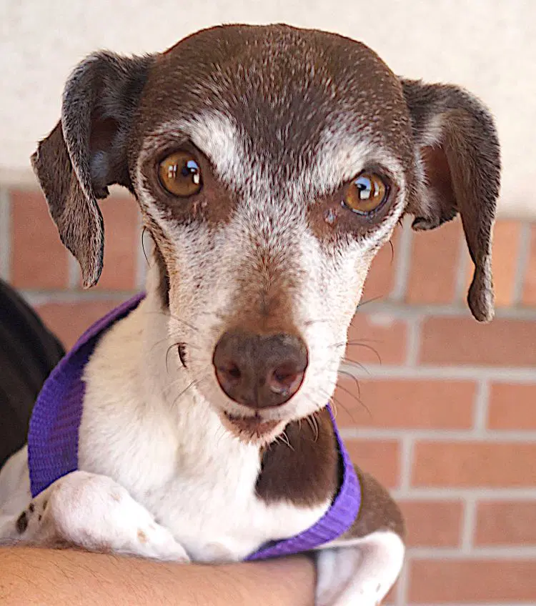 Alina - Jack Russell Terrier