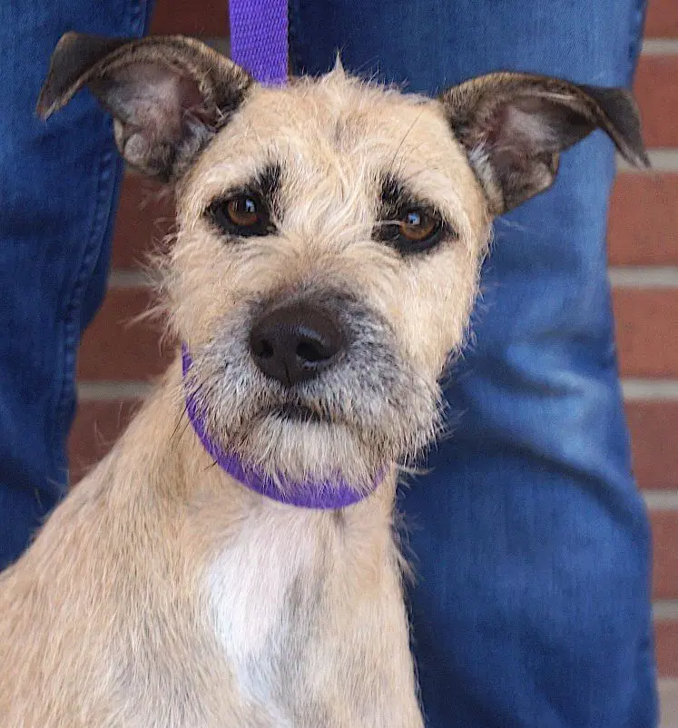 Nancy - Border Terrier