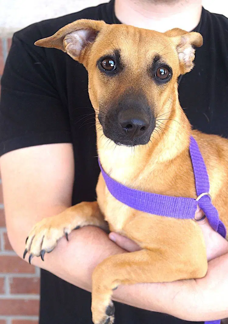 Martha - Dachshund