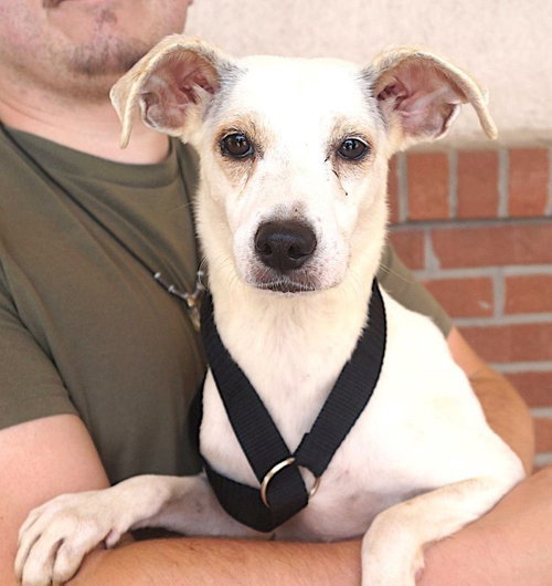 Classi, a dog for adoption from Lost Paws Rescue of Texas