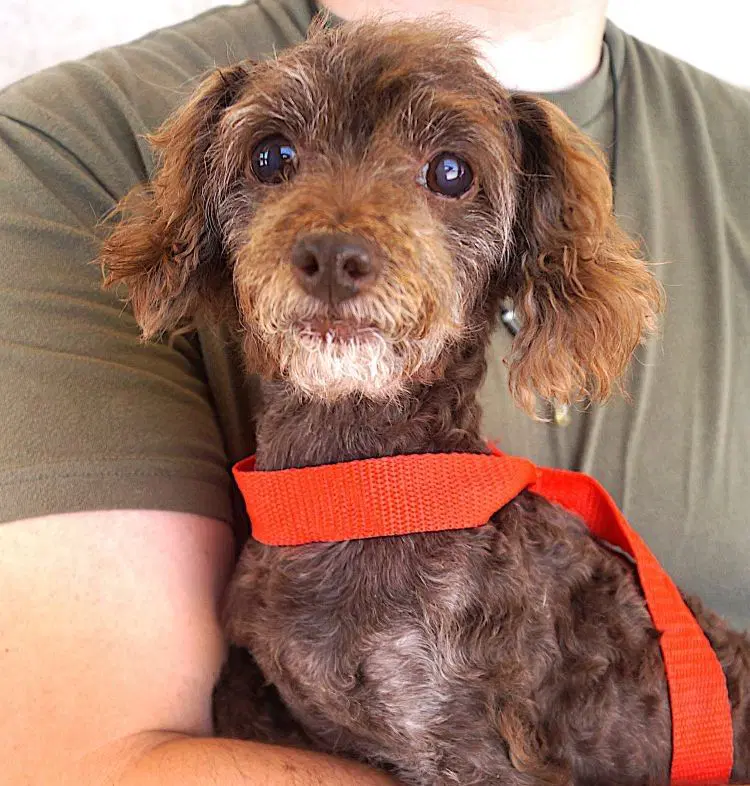 Gertie - Poodle (T-Cup)