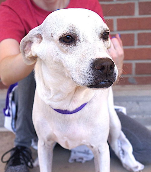 Poppi, a dog for adoption from Lost Paws Rescue of Texas