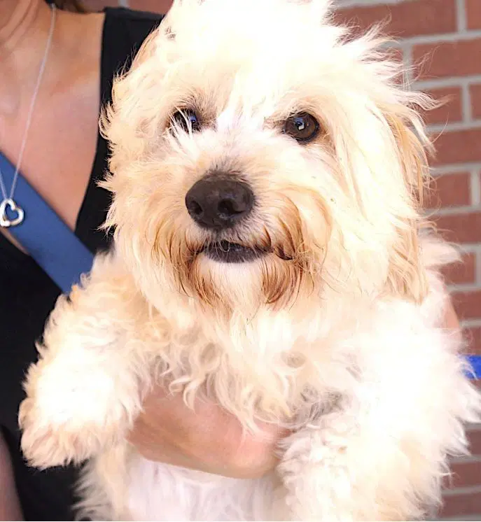Sandy - Maltese
