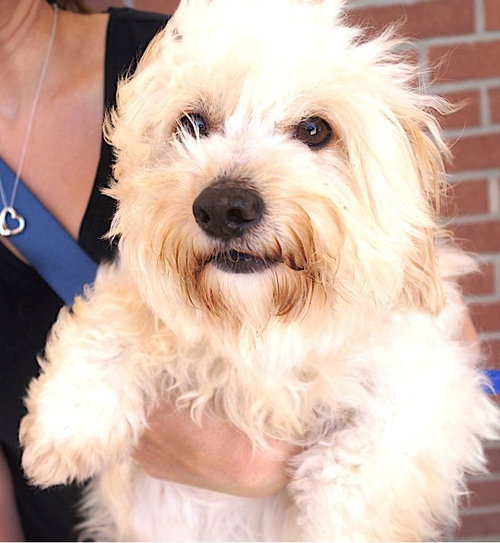 picture of the dog needing adoption