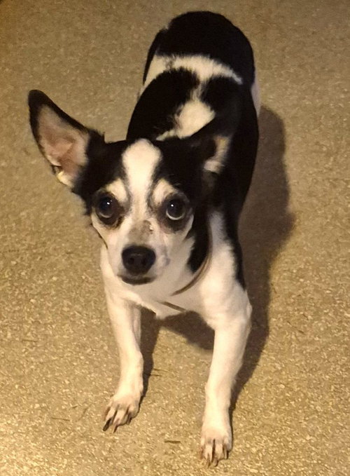 picture of the dog needing adoption