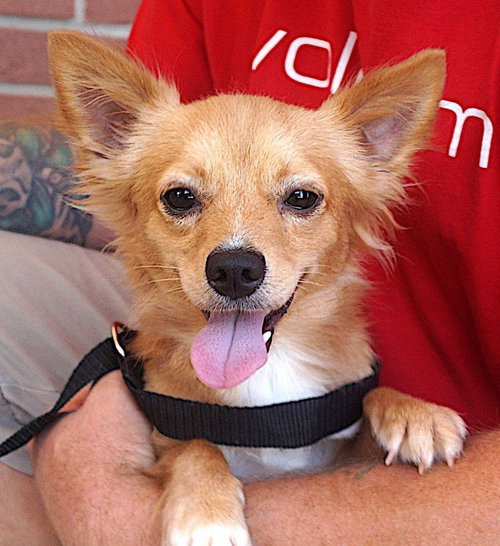 picture of the dog needing adoption