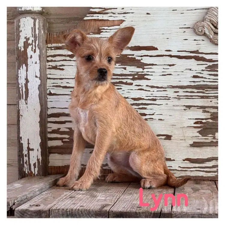 Lynn - Cairn Terrier