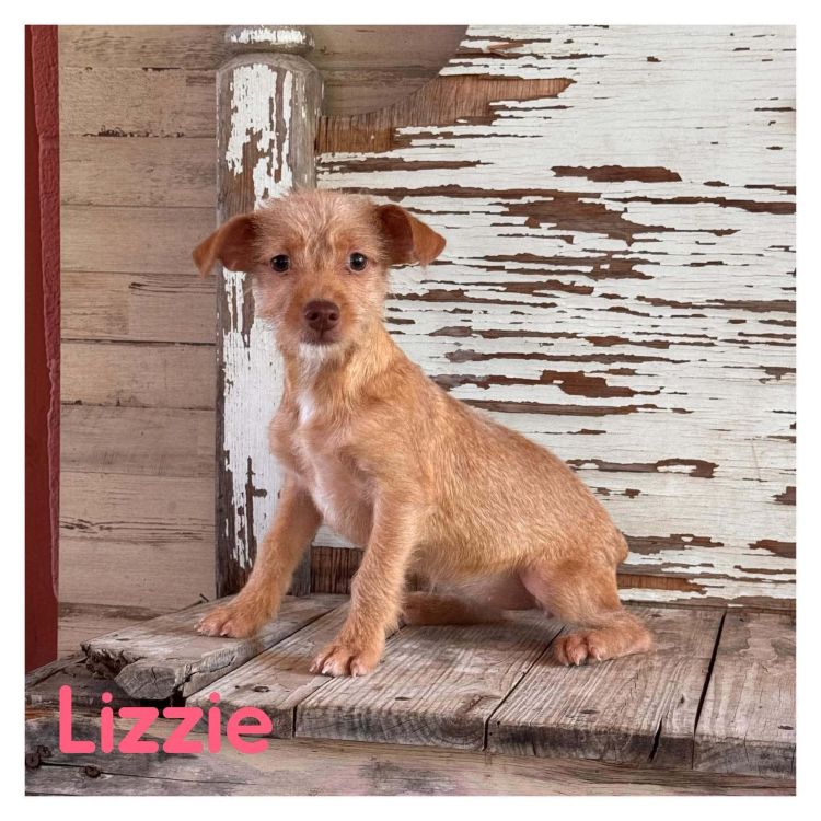Lizzie