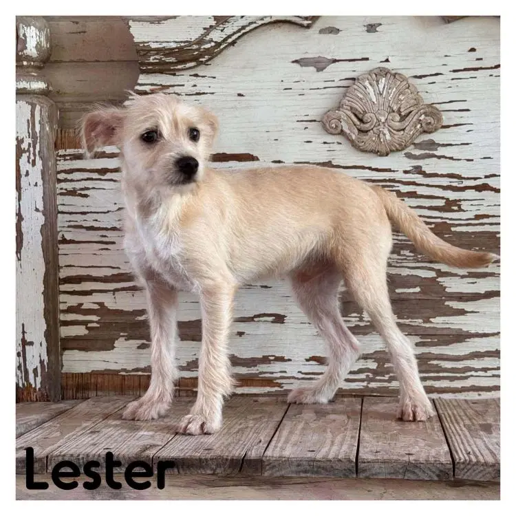 Lester - Cairn Terrier