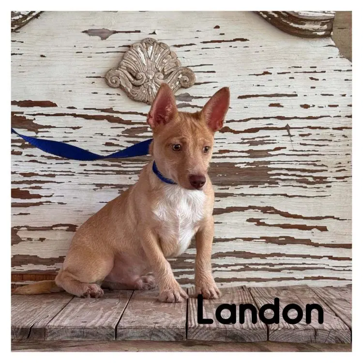 Landon - Cairn Terrier