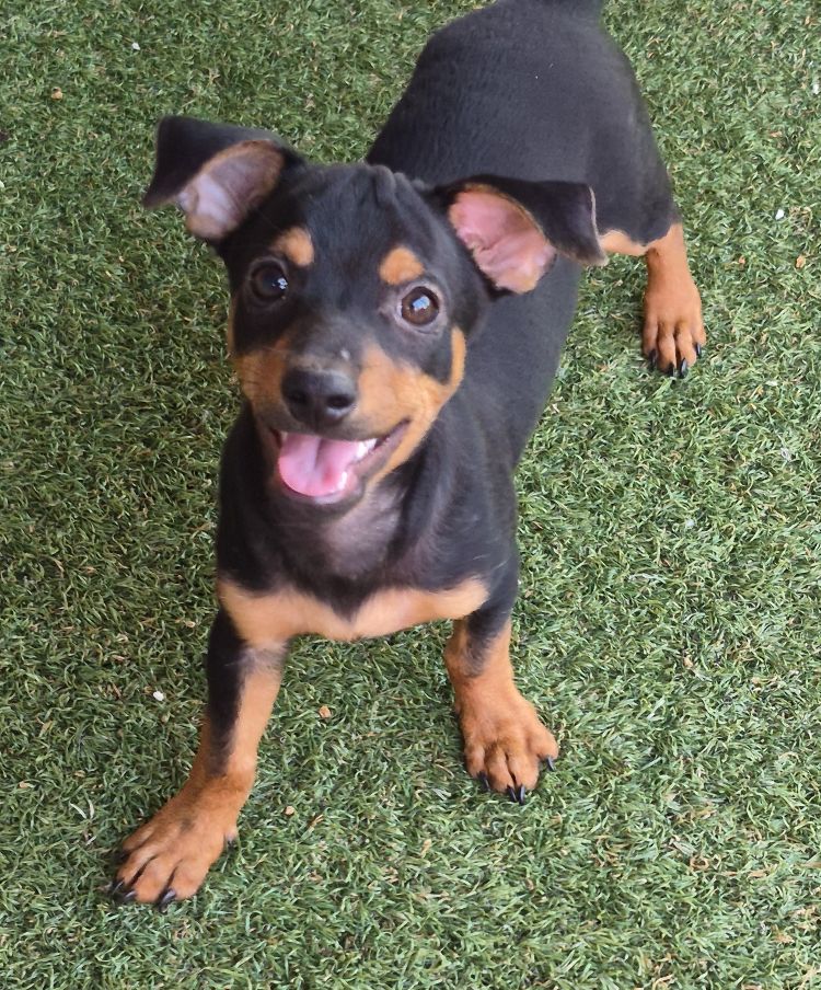 Antonio, Dachshund