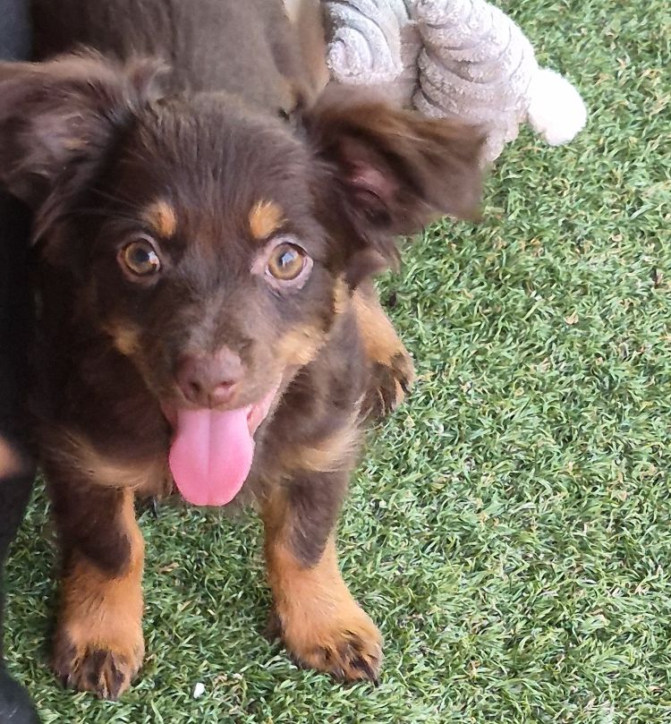 Valley, Dachshund