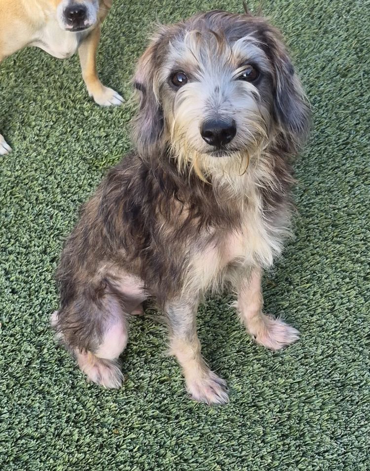 Misty, Terrier