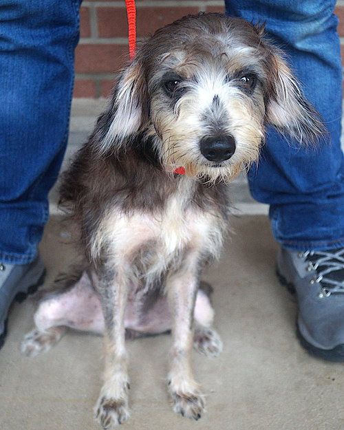 Misty, a dog for adoption from Lost Paws Rescue of Texas