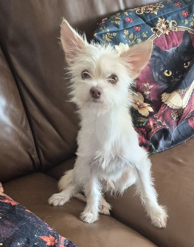 Miko, Terrier