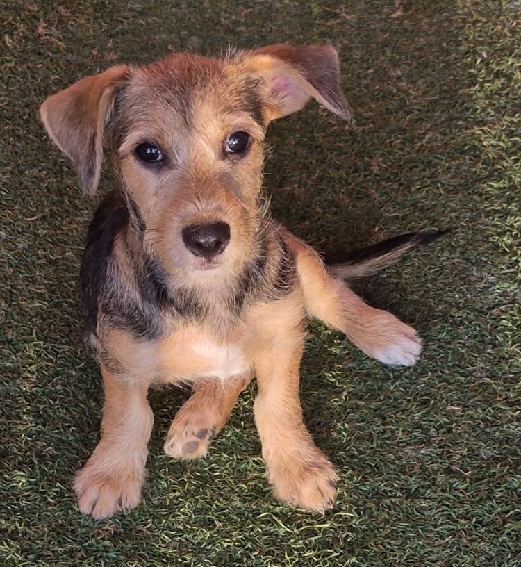 Kennedy, Schnauzer