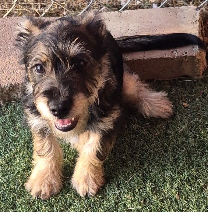 Norris, Schnauzer