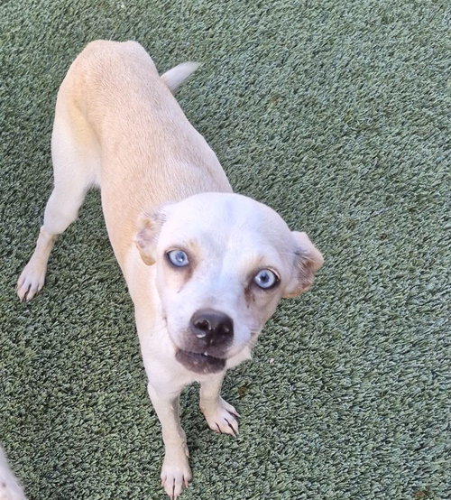 Crystal, a dog for adoption from Lost Paws Rescue of Texas