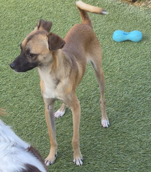 Timon, a dog for adoption from Lost Paws Rescue of Texas