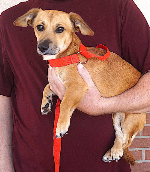 Vincent, a dog for adoption from Lost Paws Rescue of Texas