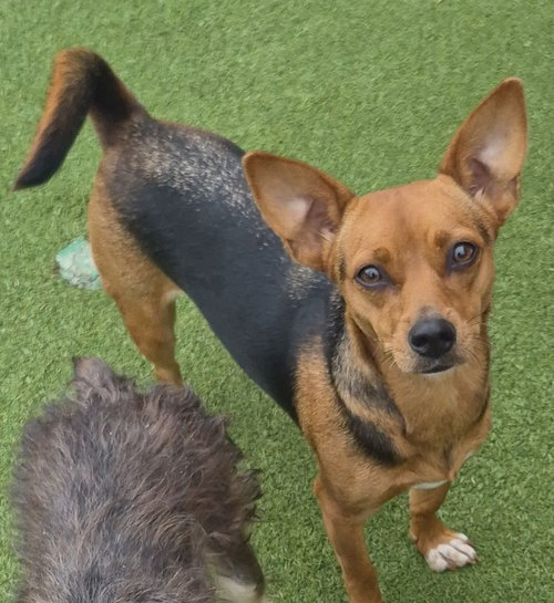 Chiquita, a dog for adoption from Lost Paws Rescue of Texas
