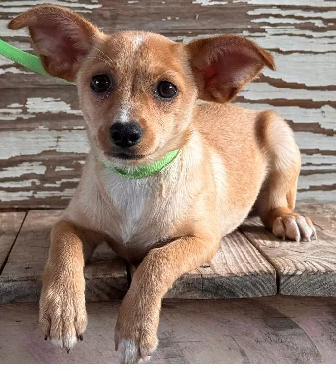 Tanya - Terrier
