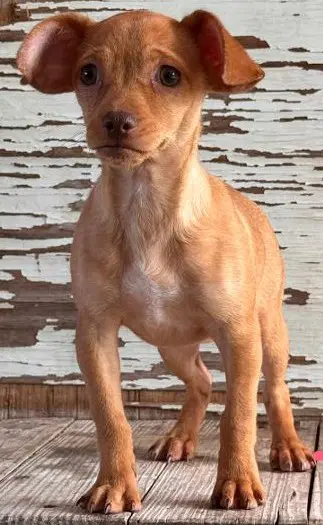 Trisha - Chihuahua
