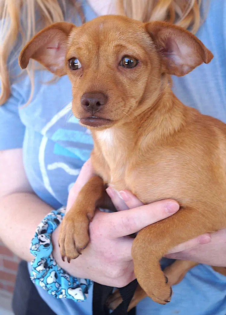 Trisha - Chihuahua