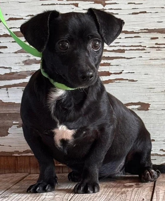 Suri