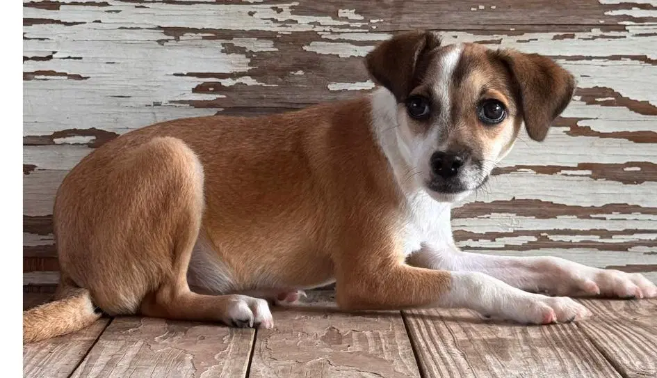Dory - Chihuahua