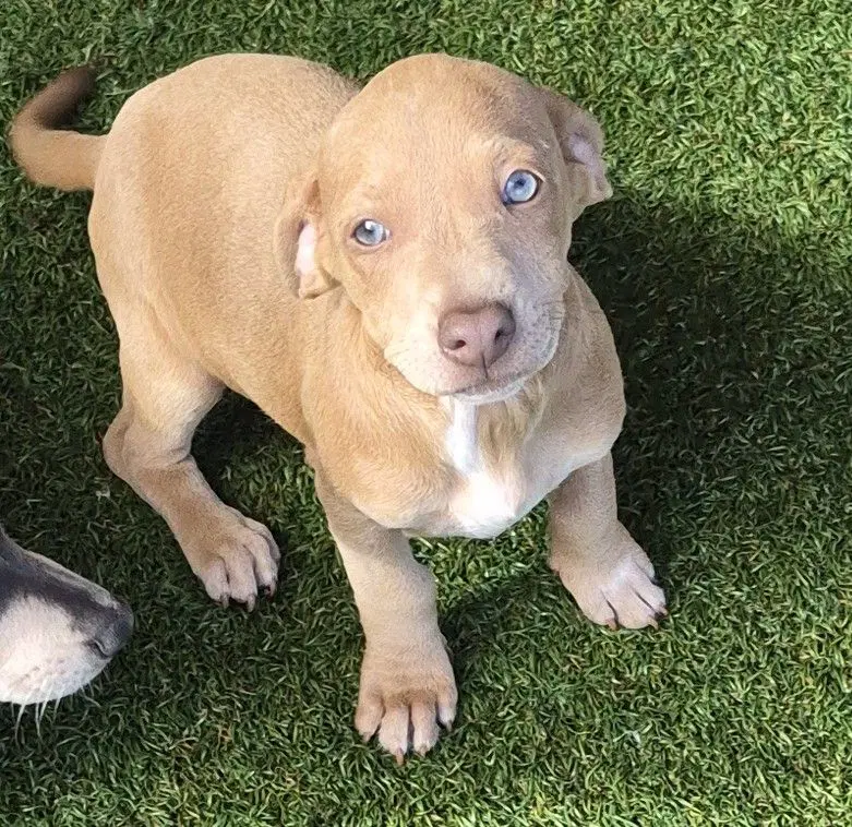 Honey - Dachshund/Terrier Mix