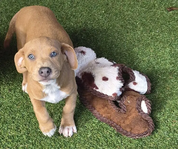 Penny Lane - Dachshund/Terrier Mix
