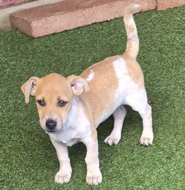 Pawpeye image 2