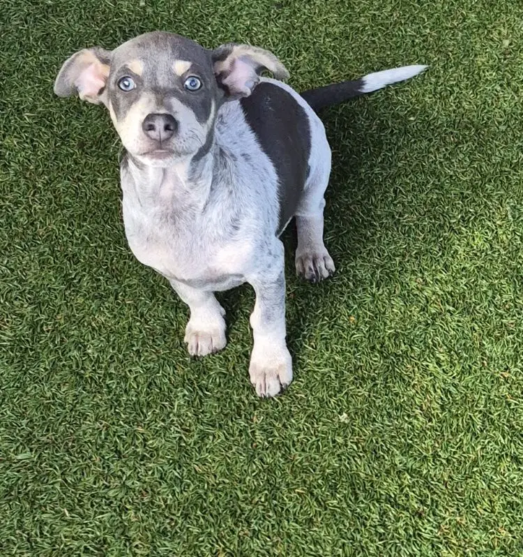 Lilliput - Dachshund/Terrier Mix