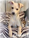 adoptable Dog in anaheim, CA named Cheddar