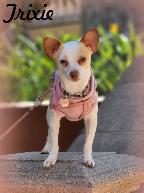 adoptable Dog in Tustin, CA named Trixie