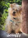 adoptable Dog in Tustin, CA named Scruffy