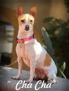 adoptable Dog in anaheim, CA named Cha Cha