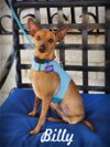 adoptable Dog in anaheim, CA named Billy