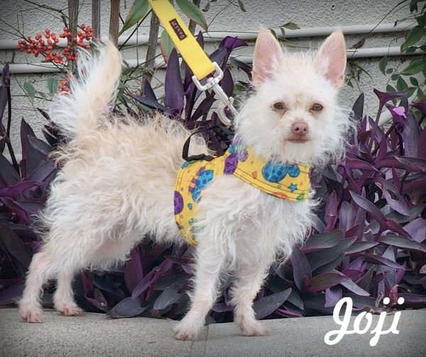 adoptable Dog in Anaheim, CA named Joji